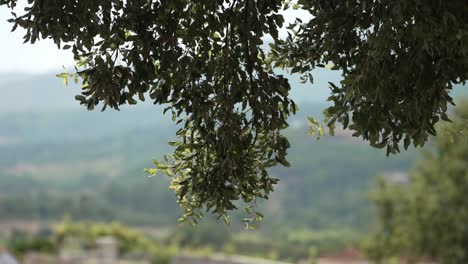 peaceful view of lush green branches hanging over a scenic countryside landscape