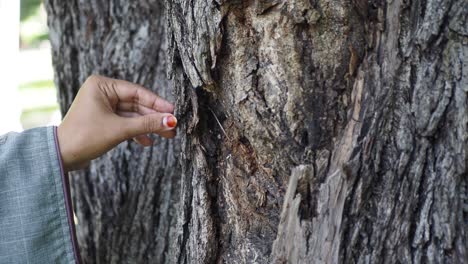 mujer examinando la corteza dañada del árbol