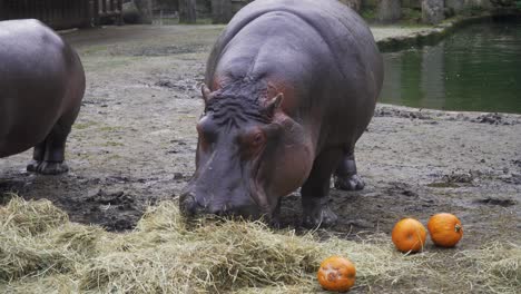 foto de dos hipopótamos comiendo calabazas y heno