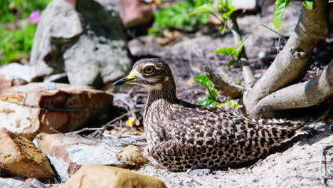 spotted thick-knee burhinus capensis sits on sandy nest