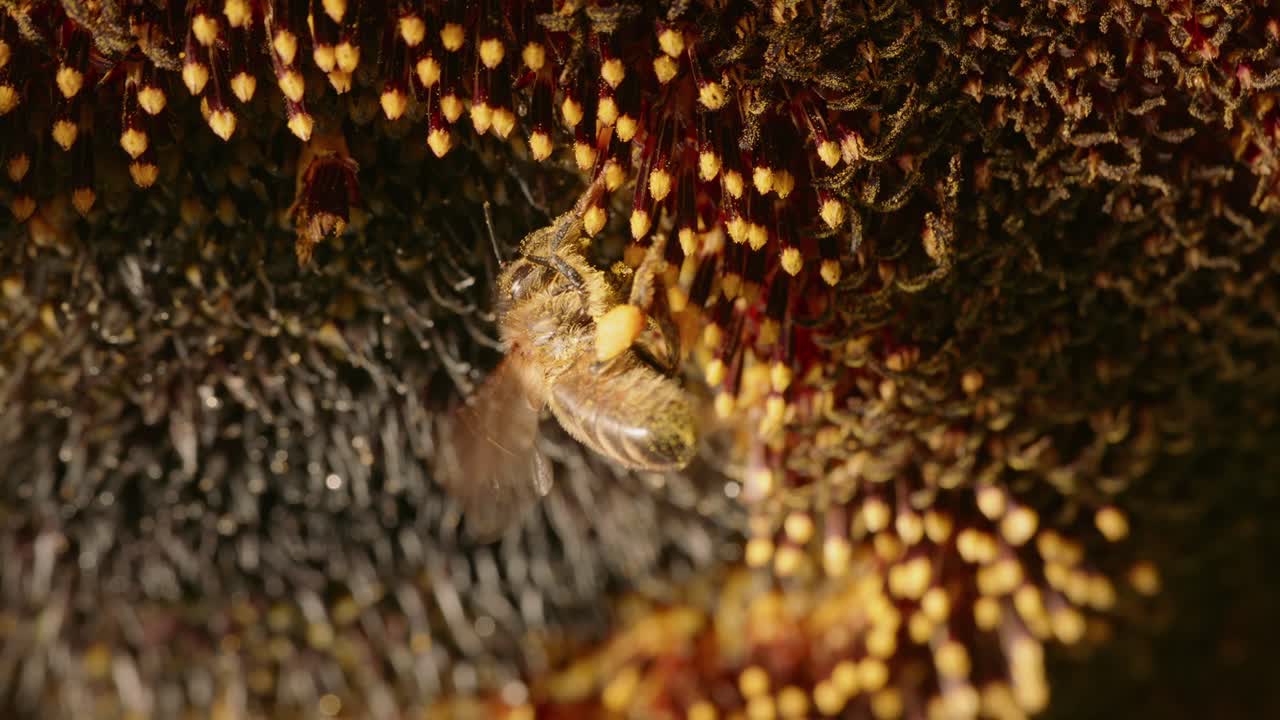 Insights into honey bee activity and hive dynamics during springtime growth and pollination