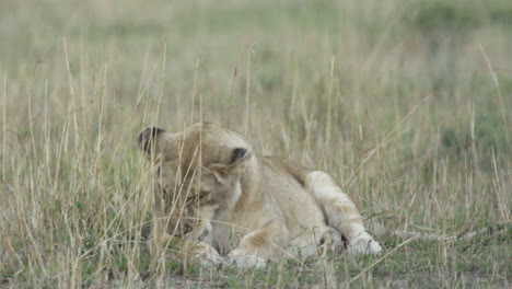 leonessa in posizione seduta prateria africana, zampe leccate, vista frontale, piano medio