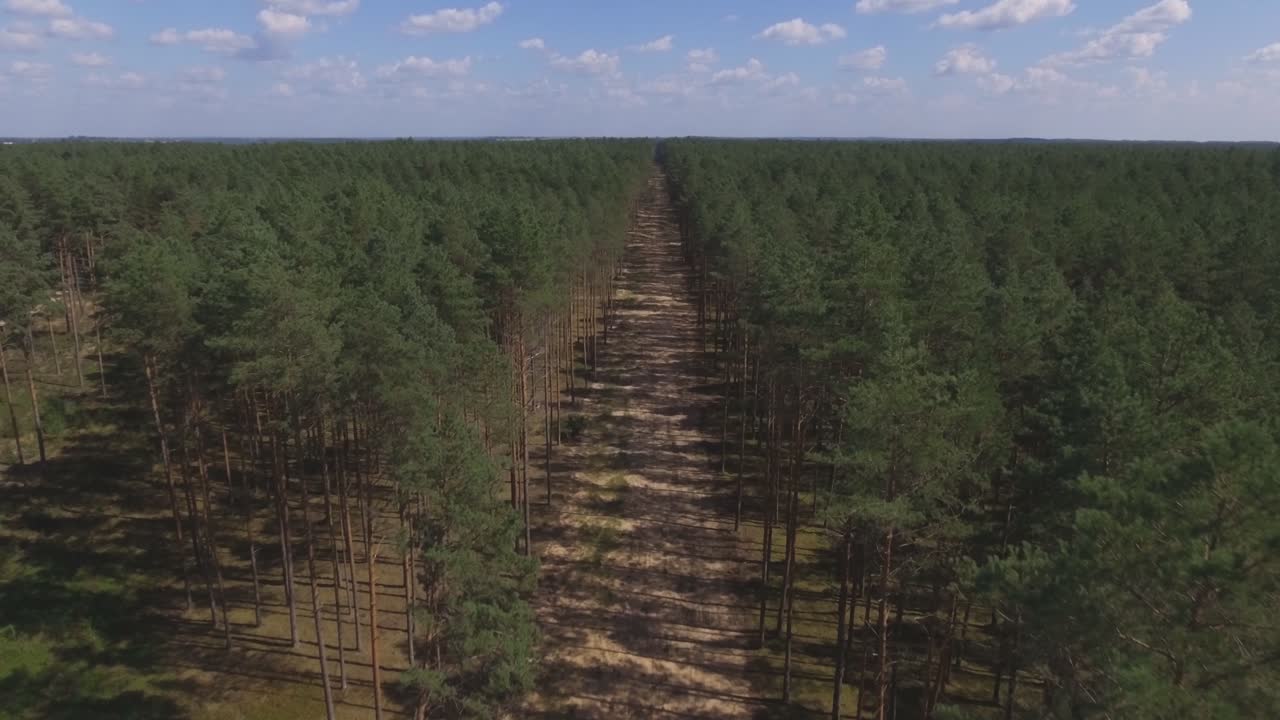 A Long Sand Fire Break in a Coniferous Forest on a Sunny Summer Day