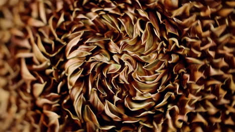 abstract close-up of dried leaves or petals in a spiral pattern