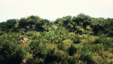Beach dunes with long grass