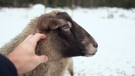 Schafe-Kratzen-Pov
