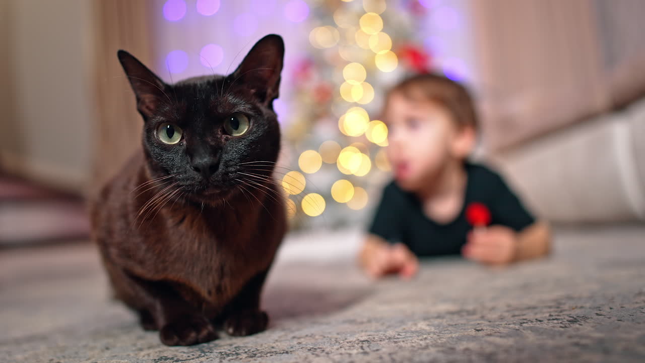 Beautiful black domestic cat sitting on the floor. Close up. Baby boy at backdrop in blur.