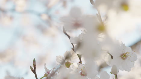 beautiful white blossoms