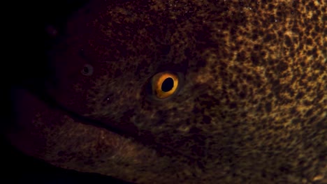 giant moray under the reef ledge with focus on eyes