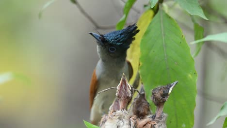 Nahaufnahme-Eines-Indischen-Paradiesfliegenfängers,-Der-Küken-Im-Nest-Füttert