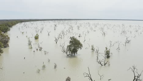 toma aérea del lago con árboles muertos en el agua