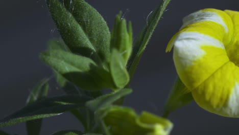 Profile-view-of-bright-yellow-and-white-striped-petunia,-panning-right