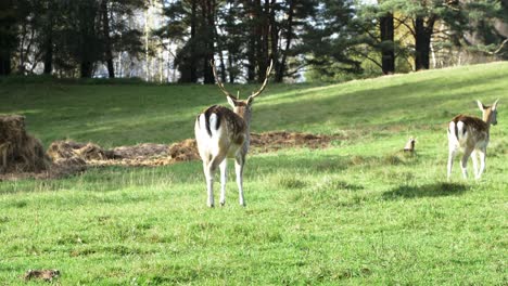 Fallow-deer-buck-with-big-horns-walking-on-green-grass,-slow-motion,-sunny-autumn-day,-wildlife-concept,-medium-handheld-shot