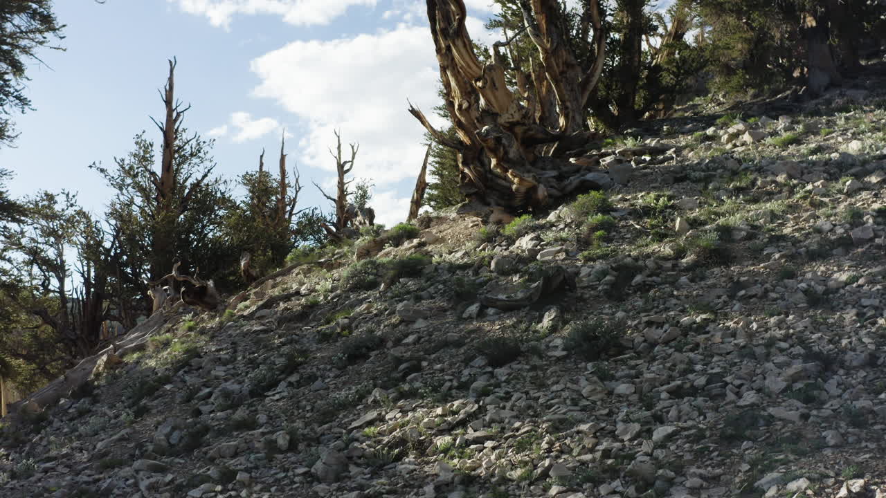 A tilting upward forward moving shot of a hill with dry, rocky ground reveals an ancient dry tree surrounded by other ancient trees with greenery.