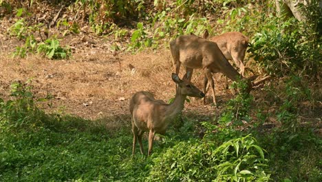 three eld's deer in the shade with brown grass behind them