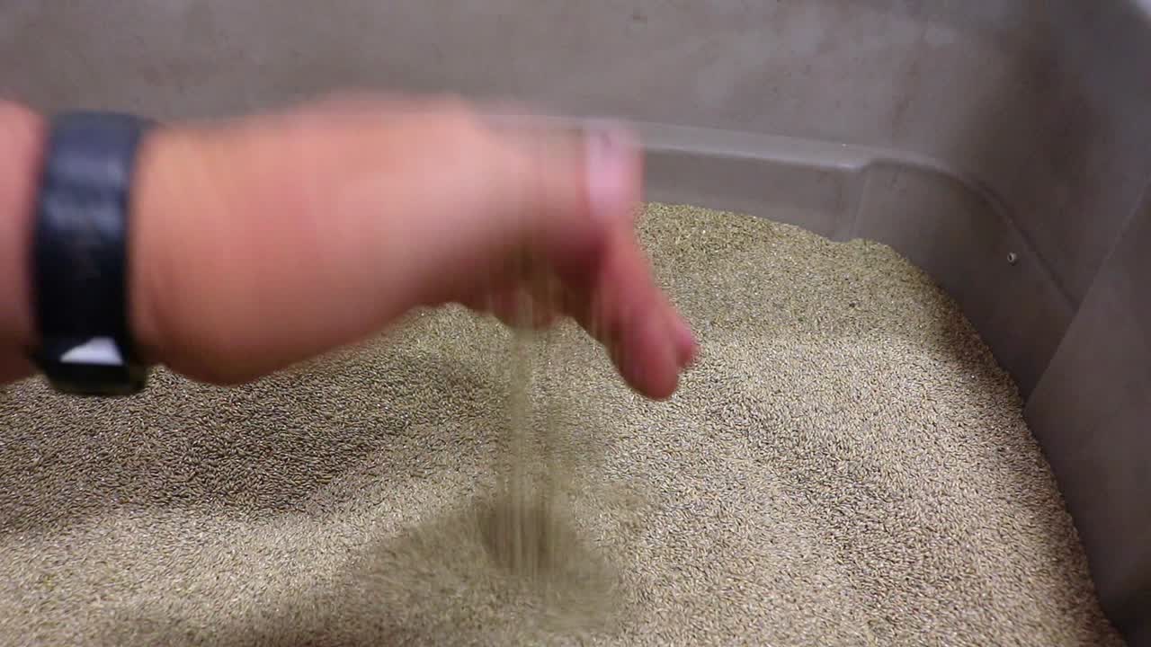 토양 건강에 관심이 있는 농부들에게 종자를 판매하는 소기업이 판매하는 피복 작물로 사용되는 블랙웰 스위치 잔디 종자