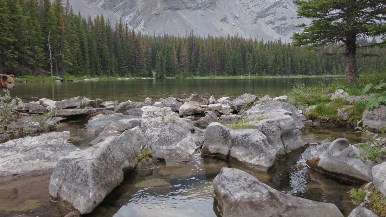 perro saltando rocas por estanque en el bosque del valle de la montaña lluvia ligera rockies kananaskis alberta canada