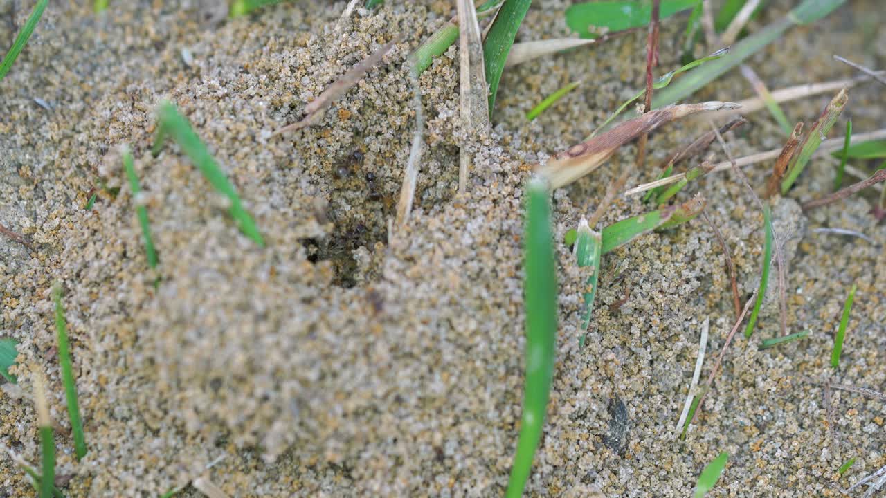 개미집 에서 모래 어리 를 운반 하는 개미 의 매크로 클로즈업