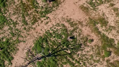 Vista-Aérea-De-Arbustos-De-árboles-Muertos-Y-Pistas-En-La-Orilla-Junto-Al-Lago-Eucumbene