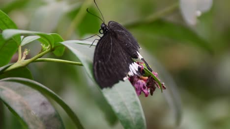 tropical exotic monarch butterfly feeding flowers