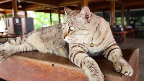 cat lounging on desk in ayutthaya, thailand