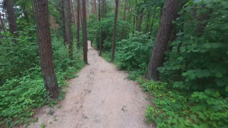 ruta de senderismo en el bosque verde. moviéndose hacia atrás