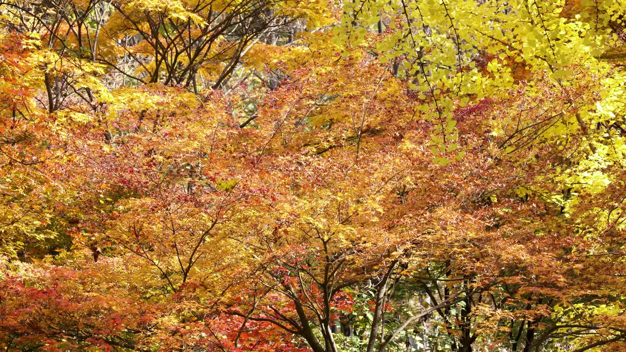 가을의 한국 공원 - 일본 단풍나무, 노란색과 주황색 단풍이 있는 은행나무 가지