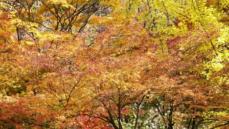 Parque-Coreano-En-Otoño---Arces-Japoneses,-Ramas-De-Ginkgo-Con-Follaje-Amarillo-Y-Naranja