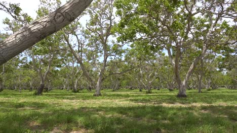 pan across a walnut orchard at an agriculture farm in central california