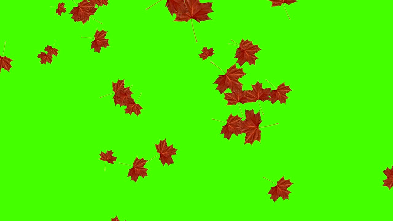 Loop di foglie autunnali che cadono, green screen chroma key