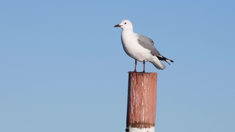 a seagull sitting on a pole