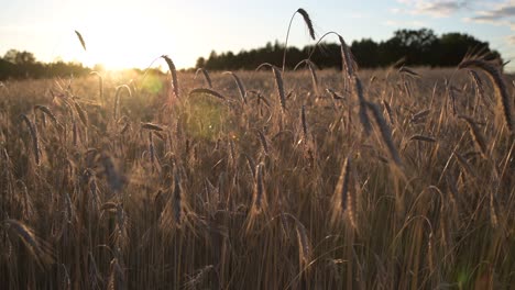 yellow-spikes-sway-in-wind