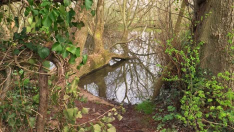 4k-Alte-Weidenstämme-In-Einem-Kleinen-See,-Reflexionen-Der-Stämme-Im-Wasser