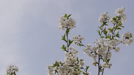 Morello-tree,-during-flowering