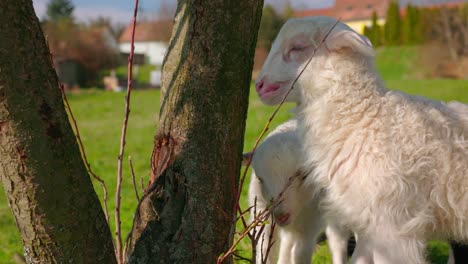 Young-Sheep-Feeding-In-The-Farm---Close-Up