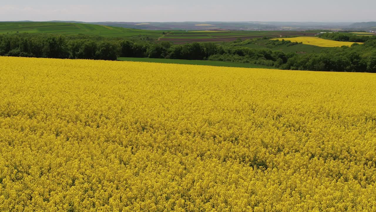 A smooth, low-altitude drone shot gliding forward over a beautiful field of yellow rapeseed flowers. The background shows a scenic landscape of green hills and forests