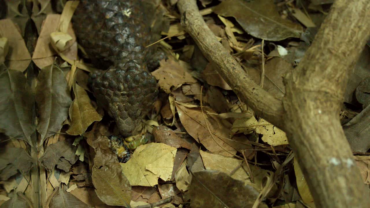 Una lucertola shingleback mangia su un suolo della foresta coperto di foglie secche e rami