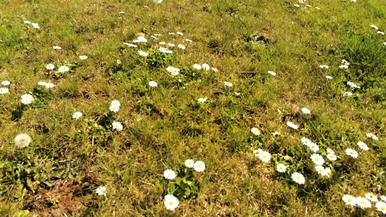 вставной ролик сада маргариток