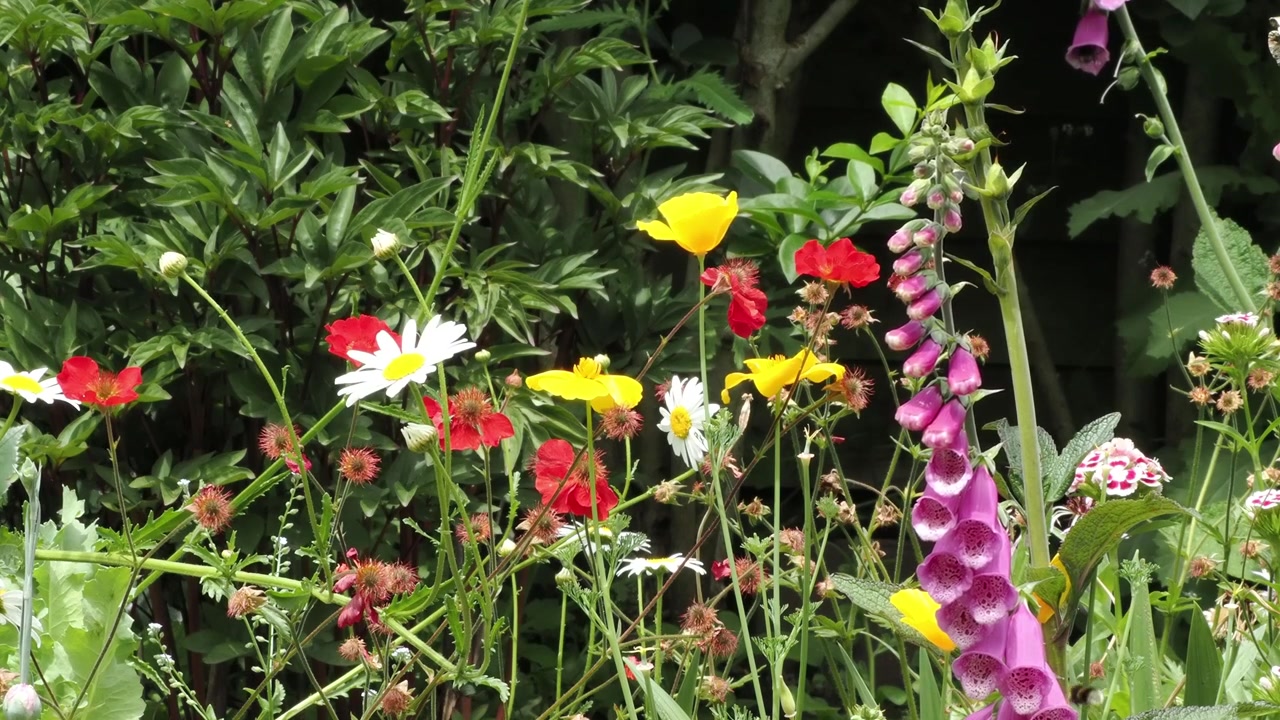 Humlebi, der besøger blandede blomster med margueritter og gule californiske valmuer, i en engelsk have.