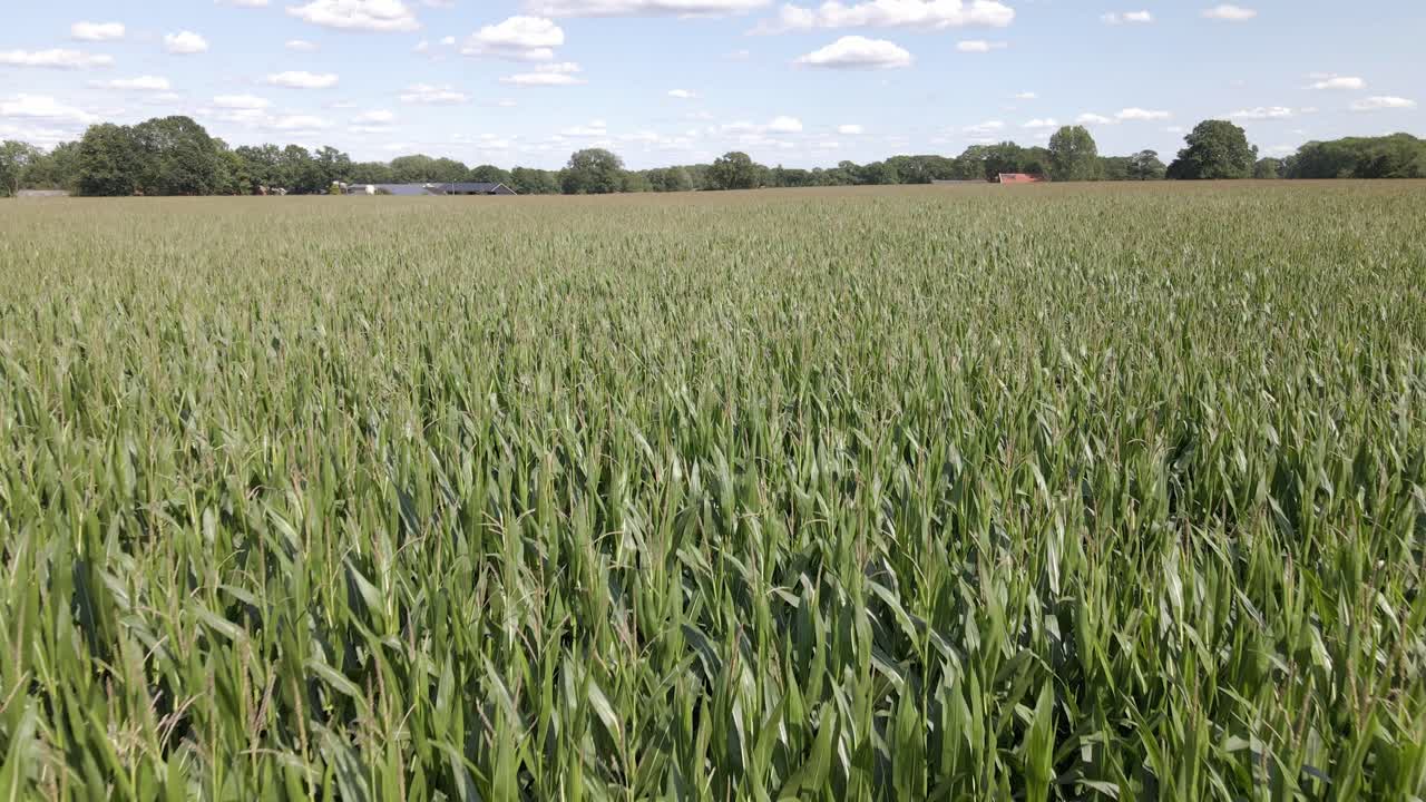 A drone shot of a big green cornfield in the Netherlands