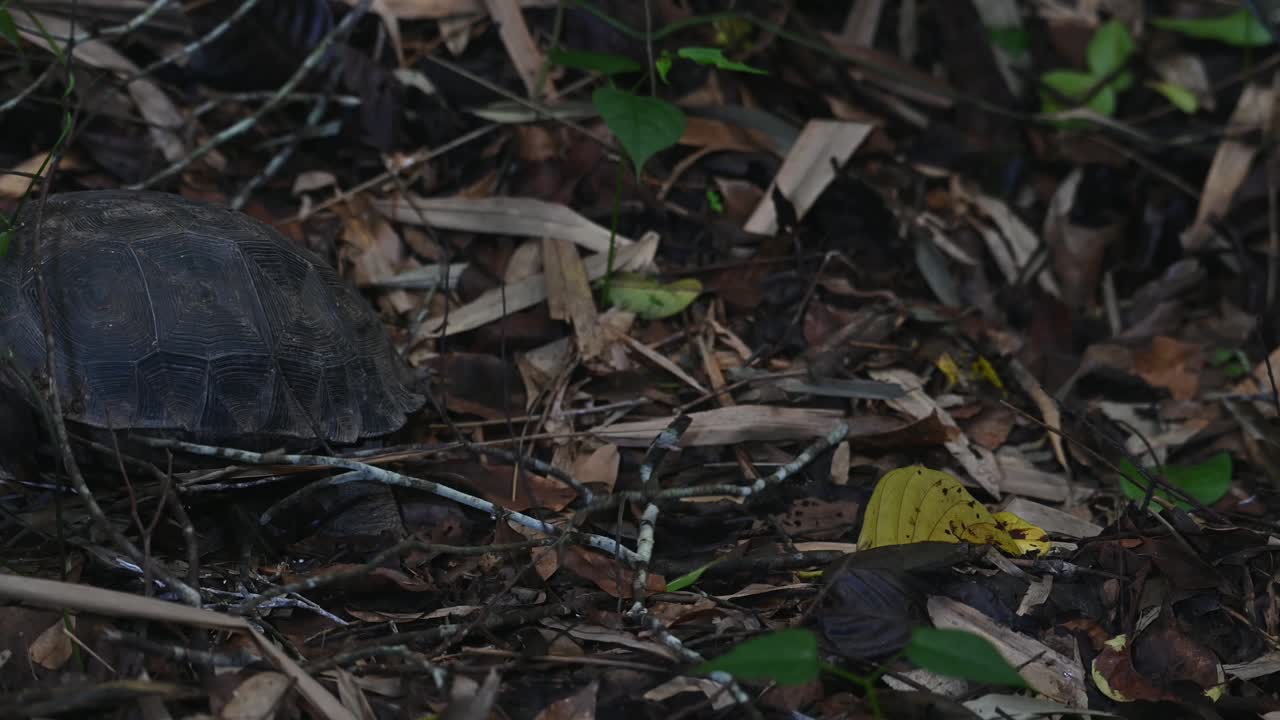 오늘 먹을 것을 찾기 위해 왼쪽으로 이동, 아시아 숲 거북, 마누리아 에미스, kaeng krachan 국립 공원, 태국