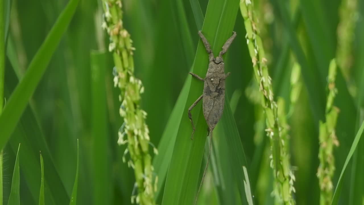 녹색 잎 에 있는 물 스코르피오