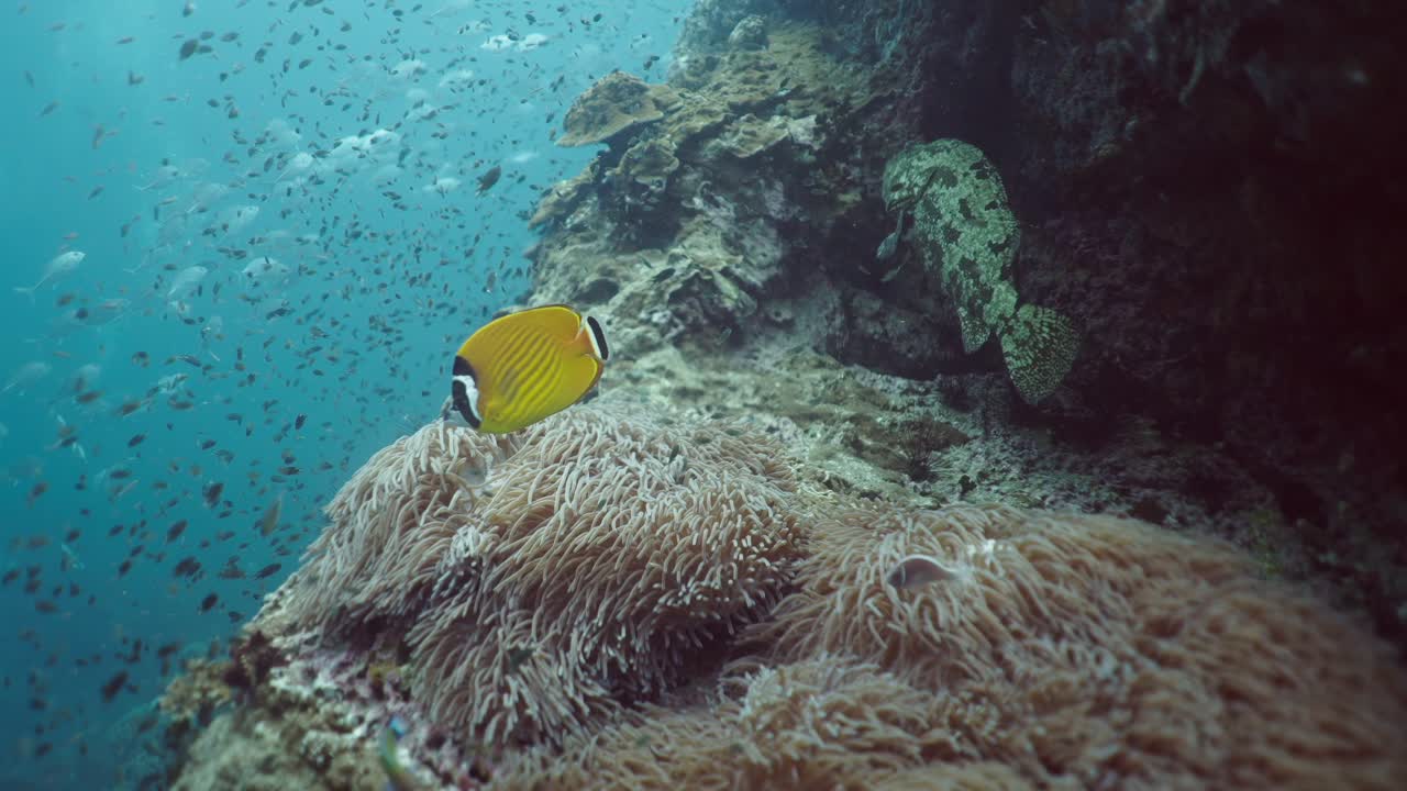 Levende undersøisk scene med sommerfuglefisk og koralrev