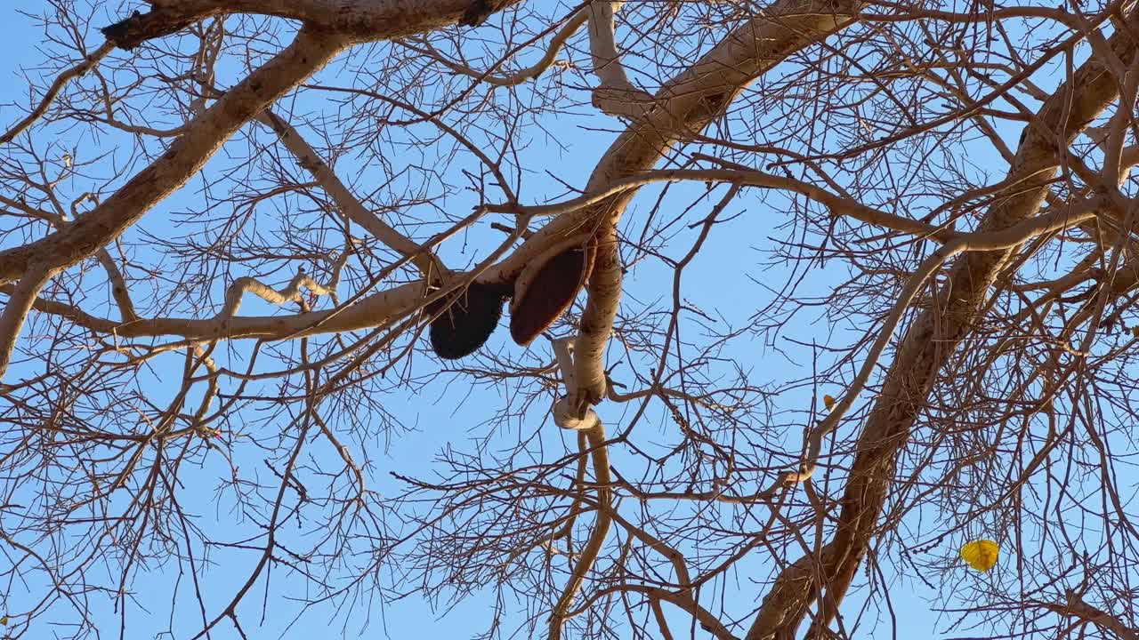 Static shot of a huge beehive hanging from the tree