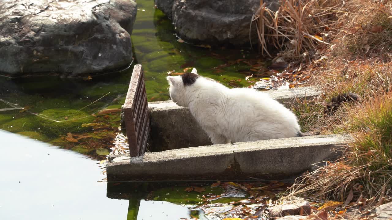 Un gatto assetato che lecca per bere l'acqua