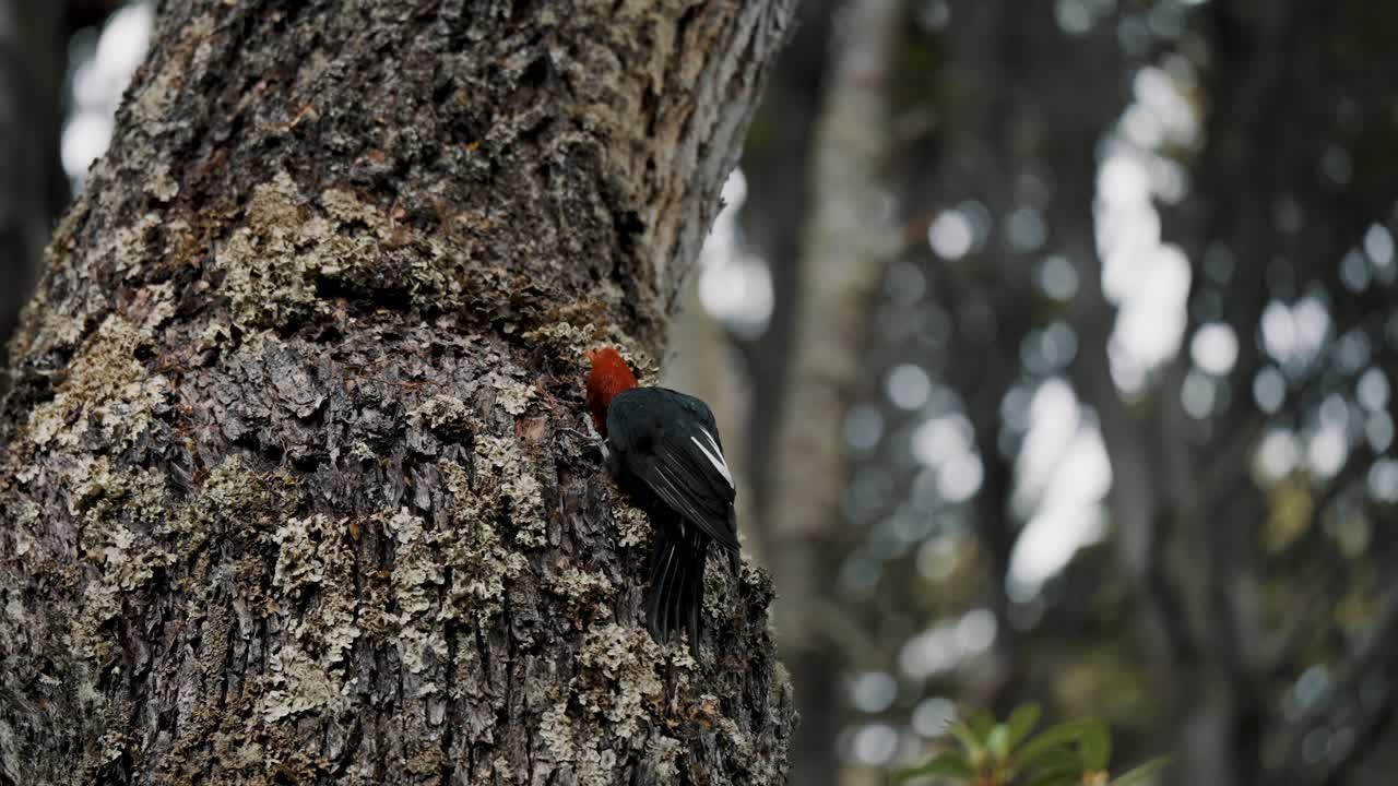 pájaro carpintero de magallanes pájarocarpintero carpintero en el bosque de la patagonia, tierra de fuego, argentina
