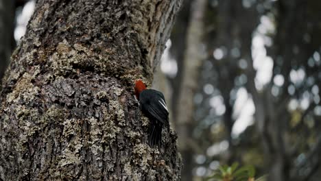 Pájaro-Carpintero-Magallánico-Picoteando-Madera-En-El-Bosque-De-La-Patagonia,-Tierra-De-Fuego,-Argentina