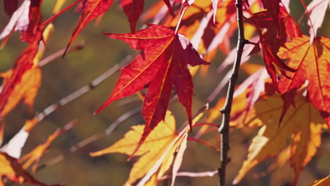 The video captures vibrant autumn leaves swaying gently in the breeze, creating a serene