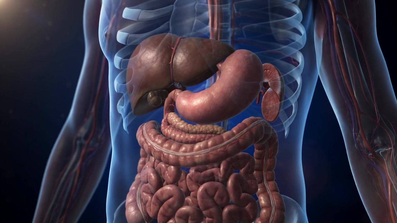 Visualizzazione medica 3D dell'anatomia dell'apparato digerente umano in una vista medica dettagliata