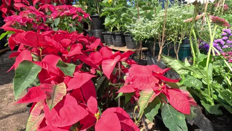 vibrant red poinsettias growing among garden plants.